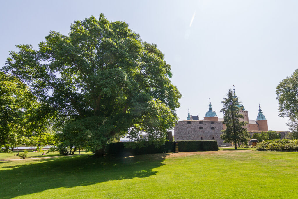 Valnötsträdet och Kalmar slott sett från Stadsparken
